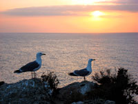 Gabbiani a Ponta da Piedade (Lagos)