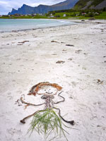 Sulla spiaggia di Ramberg - Lofoten