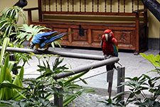 Pappagalli nella casa-museo di Cristoforo Colombo