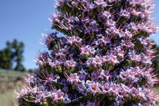 Viperina rossa di Tenerife (Echium Wildpretii)
