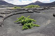 Vigne nel tufo vulcanico a La Geria