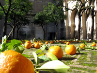 Siviglia: i giardini della cattedrale