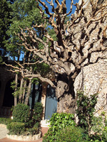 Giardino del Museo