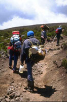 Salendo lungo la Via Normale di Marangu