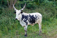 Bue pezzato africano dalle lunghe corna