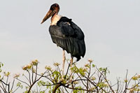 Marabù appollaiato su di un albero del PN Murchinson Falls