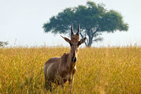 L'alcelafo lelwel nel PN Murchinson Falls