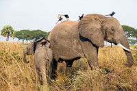 Elefante al PN Murchinson Falls