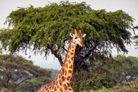 Giraffa al PN Murchinson Falls