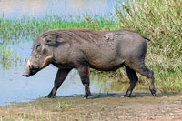 Facocera al Parco Nazionale Murchinson
