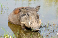 Facocero al Parco Nazionale Murchinson