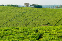 Piantagione di tè nei pressi di Fort Portal