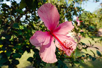 Un fiore