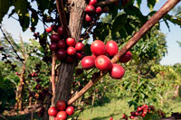 Pianta di caffè coi chicchi maturi