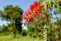 Fiori