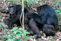 Grooming al PN Kibale