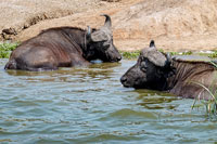 Bufali nel canale Kazinga (QENP)