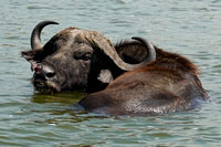 Bufalo nel canale Kazinga (QENP)