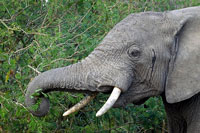Elefante nel Queen Elizabeth NP