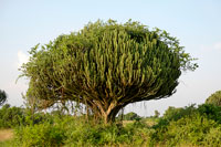 Albero esotico