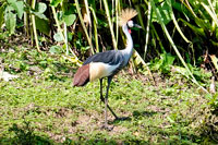 Gru coronata al lago Bunyonyi