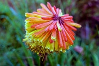 Un fiore