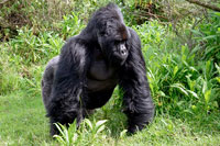 Gorilla in marcia al PN Mgahinga