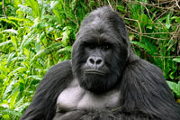 Silverback al PN Mgahinga