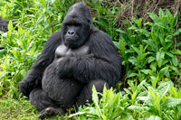 Silverback seduto al PN Mgahinga 