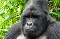 Primo piano di silverback al PN Mgahinga



