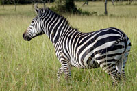 IZebra al PN Lago Mburo