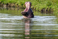 Ippopotamo sbadiglia al lago Mburo