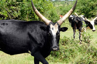 Bue nero africano dalle lunghe corna