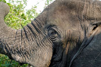 Elefante presso il Buffalo Lodge (QENP)
