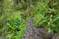 Sentiero fangoso nella foresta
