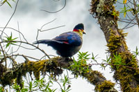 Rara immagine di un Turaco