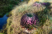 Lobelie giganti