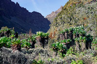 Seneci lungo la valle del Bujuku