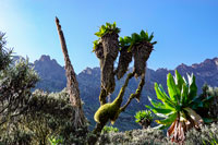 Un senecio gigante
