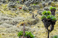 Una rara antilope del Ruwenzori in lontananza
