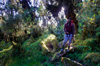 Lungo il sentiero dentro la foresta
