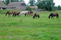 Cavalli a Hortobagy