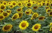 Girasoli