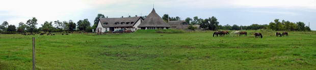 Pustza