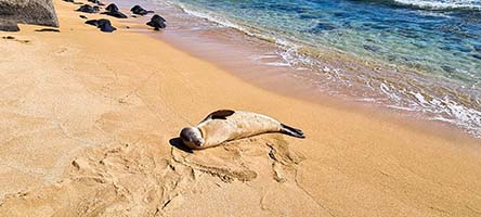 Foca prende il sole sulla spiaggia di Waipouli a Kauai