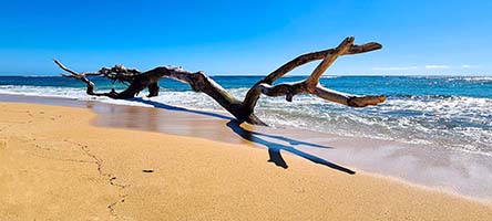 Tronco spiaggiato a Waipouli beach, Kauai