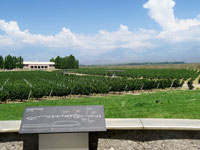 I vigneti della Bodega Salentein