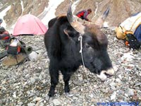 The yak: before and...