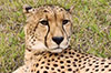Immagini dei parchi del Sudafrica 