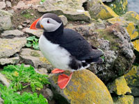 Pulcinella di mare a Latrabjarg